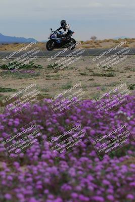media/Jan-14-2023-SoCal Trackdays (Sat) [[497694156f]]/Turn 14 Exit Bloomig (145pm)/